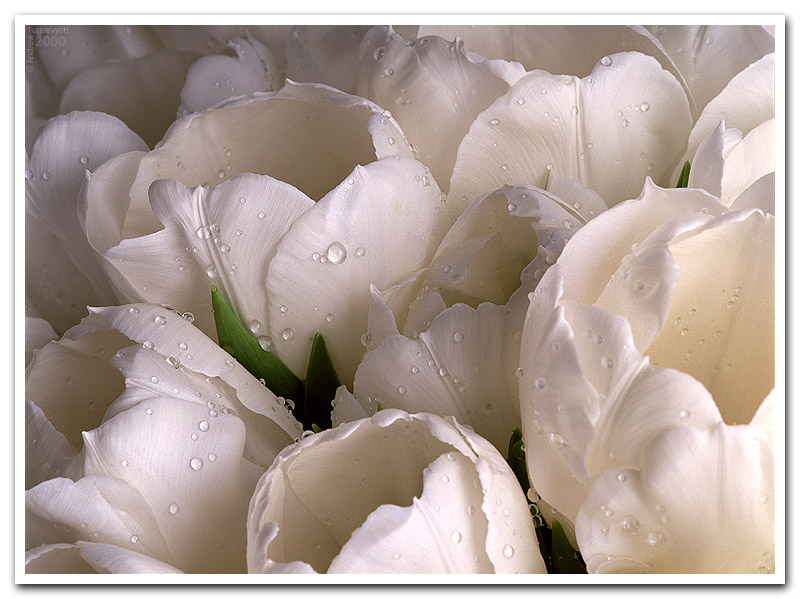 Фотографія Белые тюльпаны и дождевые капли / Андрей Турцевич / photographers.ua