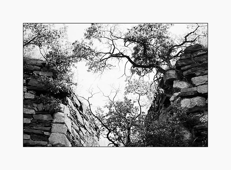 Фотографія И на камнях растут деревья.. / Alice Grey / photographers.ua