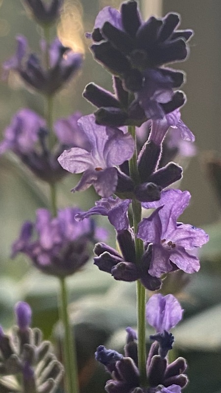 Фотографія Натюрморт / Alice Grey / photographers.ua