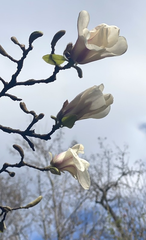 Фотографія Небо в магноліях / Alice Grey / photographers.ua