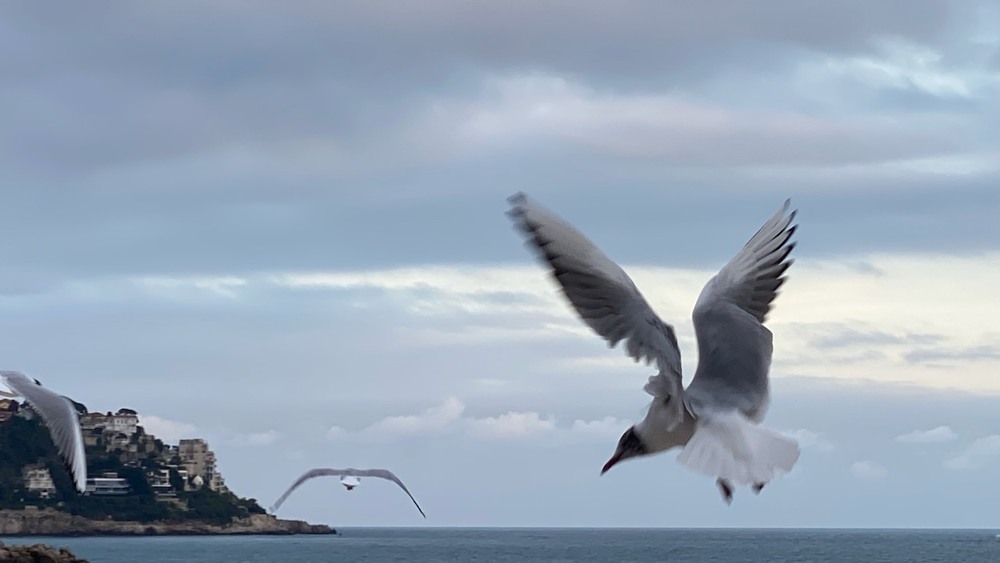 Фотографія Животные / Alice Grey / photographers.ua