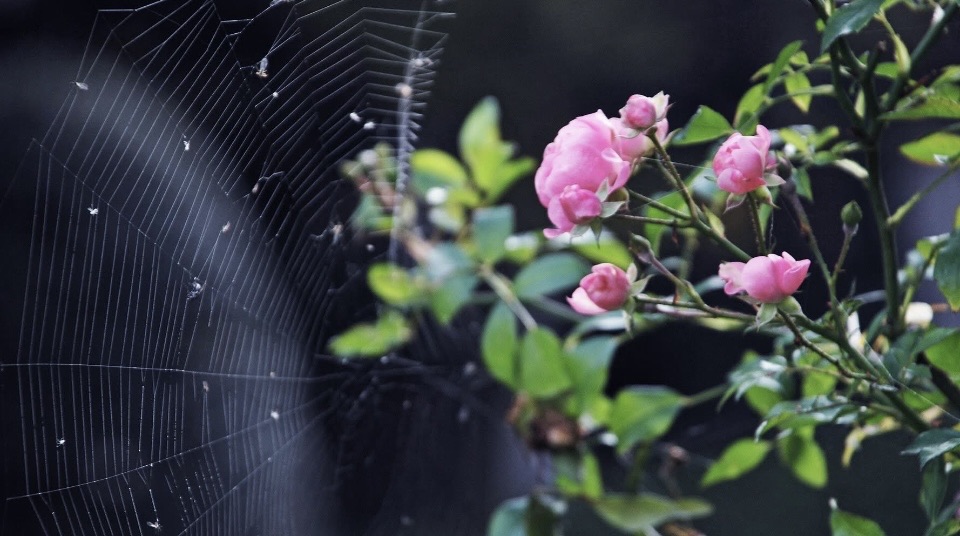 Фотографія Пейзаж / Alice Grey / photographers.ua