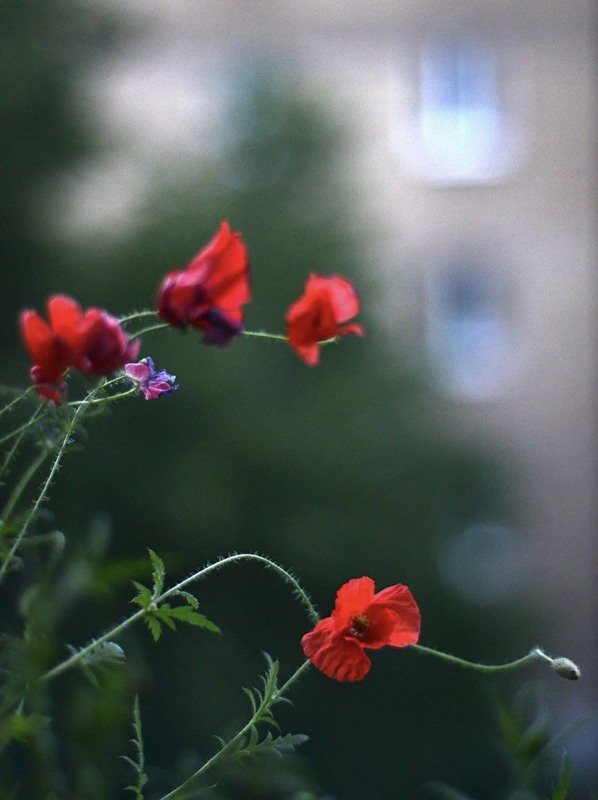 Фотографія Пейзаж / Alice Grey / photographers.ua