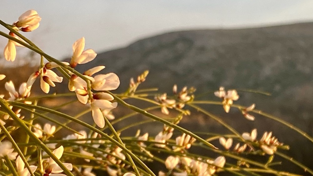 Фотографія Цвіте зимовий степ, продовження в коментарях / Alice Grey / photographers.ua