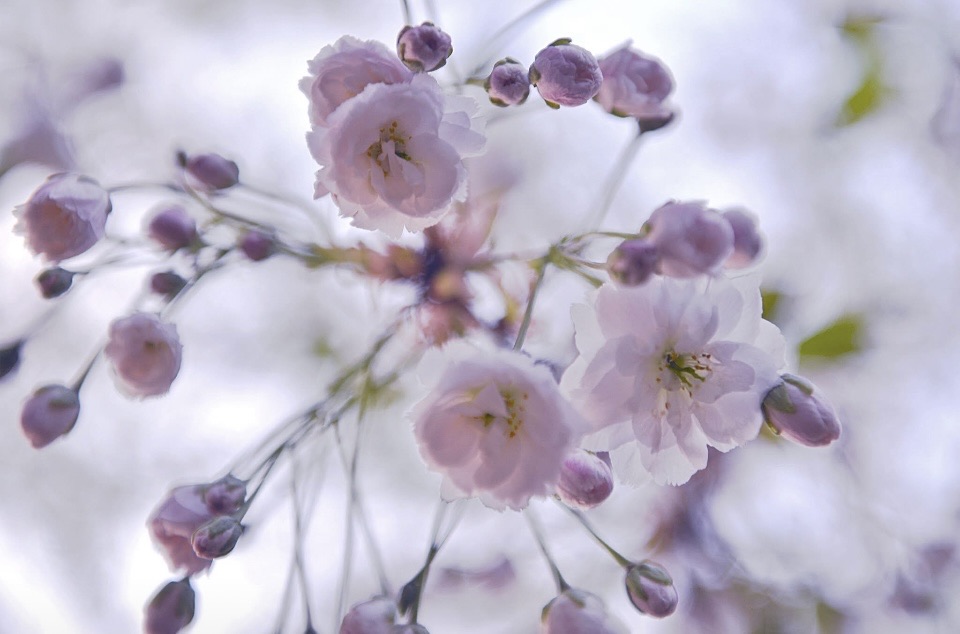 Фотографія Пейзаж / Alice Grey / photographers.ua