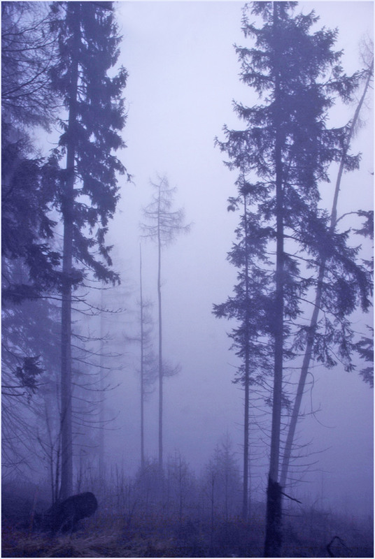 Фотографія Туманная серия 2 (11) / Alice Grey / photographers.ua
