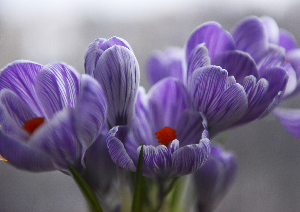 Фотографія Пусть весна принесет радость,) / Alice Grey / photographers.ua