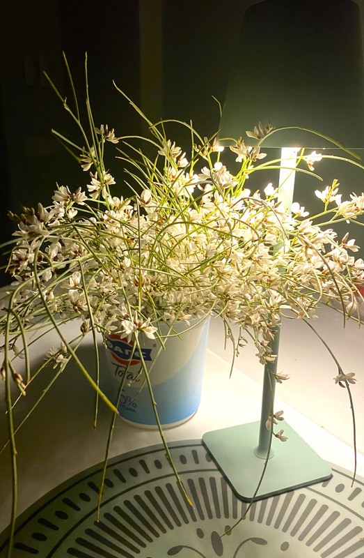 Фотографія Зимовий подарунок степу / Alice Grey / photographers.ua