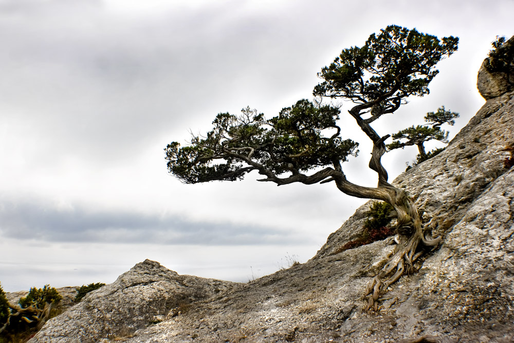 Фотографія И на камнях растут деревья 2 / Валентин Коваленко / photographers.ua