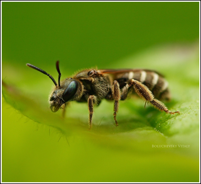 Фотографія Немного уставшая маленькая пчела... / Болучевский Виталий / photographers.ua