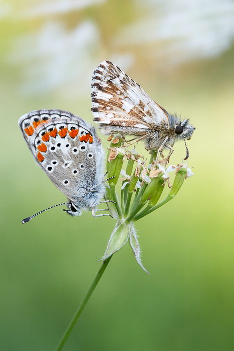 Фотографія О бабочках и ветре... / Болучевский Виталий / photographers.ua