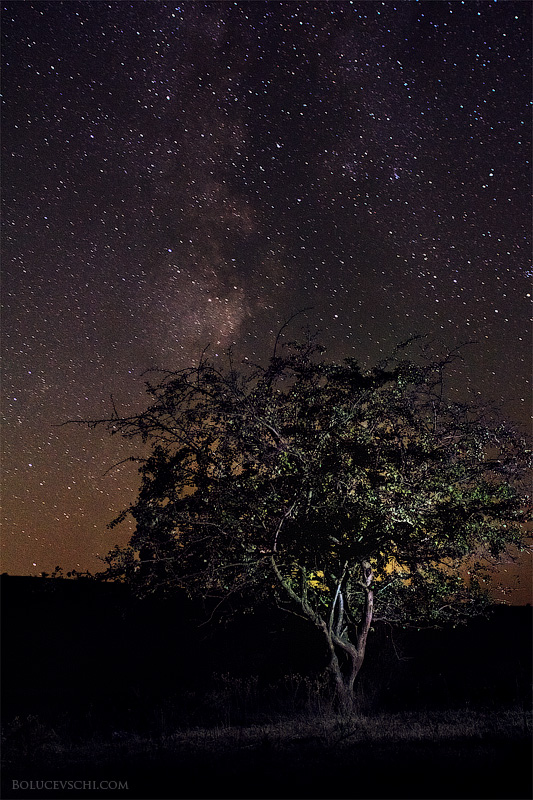 Фотографія Дерево под звёздным небом / Болучевский Виталий / photographers.ua