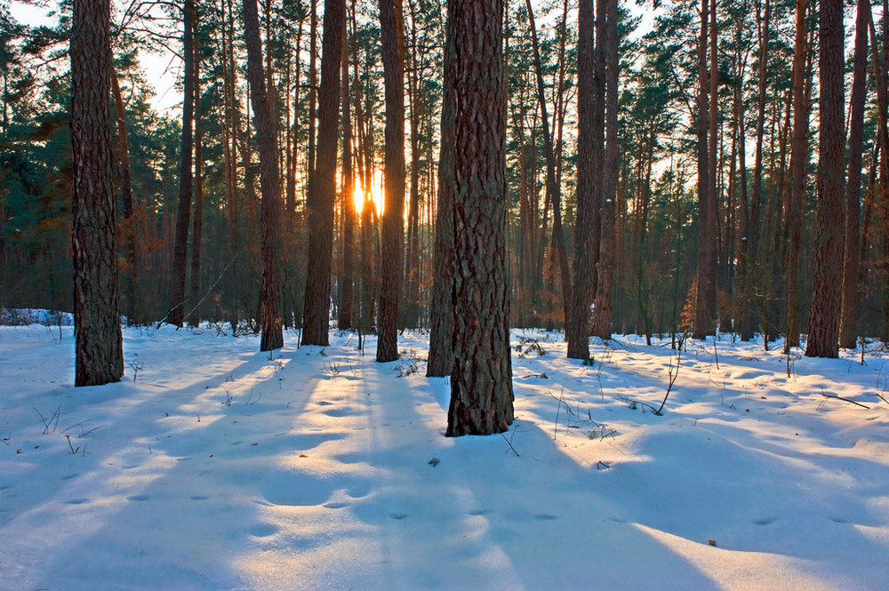 Фотографія Зимний лес / Тимофеев Виталий / photographers.ua