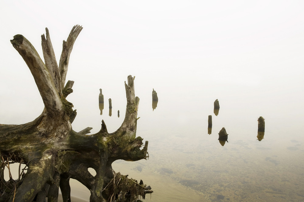 Фотографія Ежики из тумана... / Тимофеев Виталий / photographers.ua