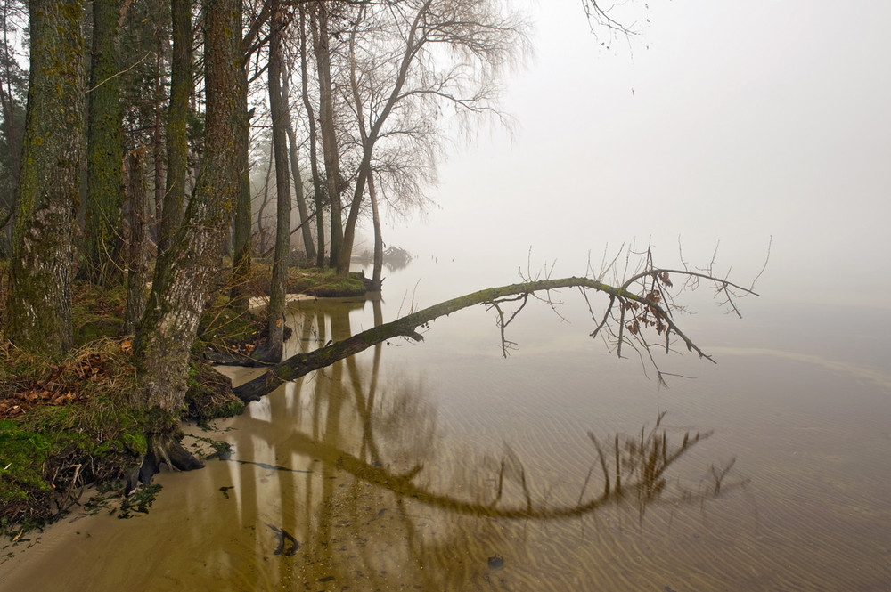 Фотографія "Над водой склонившись..." / Тимофеев Виталий / photographers.ua