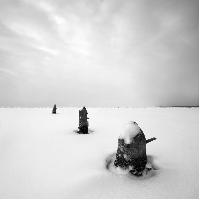 Фотографія Пеньки на снежном просторе... / Тимофеев Виталий / photographers.ua