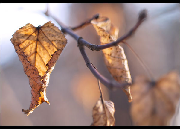 Фотографія leaves in sunlight / Julia M. / photographers.ua