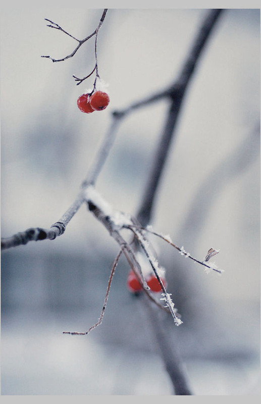 Фотографія зимние ягоды / Julia M. / photographers.ua