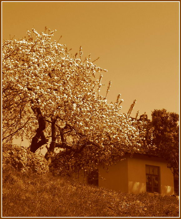 Фотографія Cдаётся комнатка с видом на весну,дорого! / Viacheslav VVK / photographers.ua