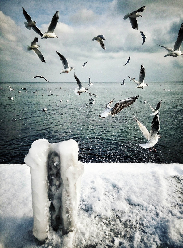 Фотографія Seagulls / Іван Стеценко / photographers.ua