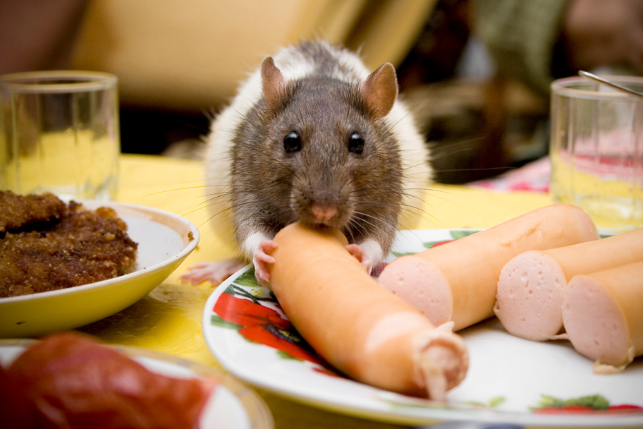 Фотографія Ужин / Максим Сидоров / photographers.ua