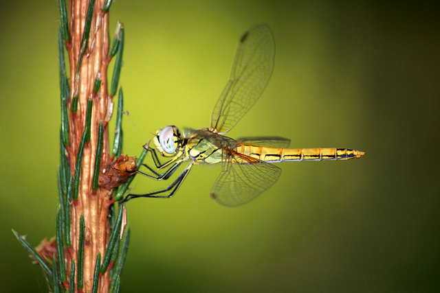 Фотографія dragonfly / Zakharchenko Dmytro / photographers.ua