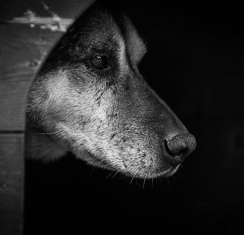 Фотографія Про собак приюта ... / Seja / photographers.ua