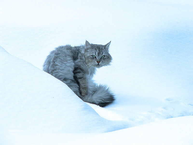 Фотографія "снежный" кот... / Виктор М / photographers.ua