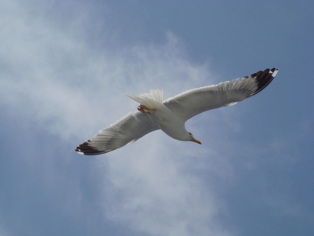 Фотографія tail wind / Клера / photographers.ua