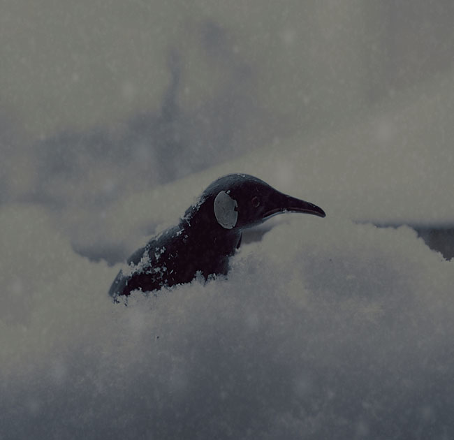 Фотографія Новогодняя сказка про пингвина: конец !!! / rocco / photographers.ua