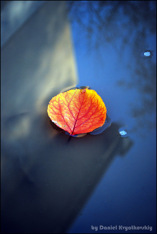 Фотографія Last autumn breath... / Даниил Квятковский / photographers.ua