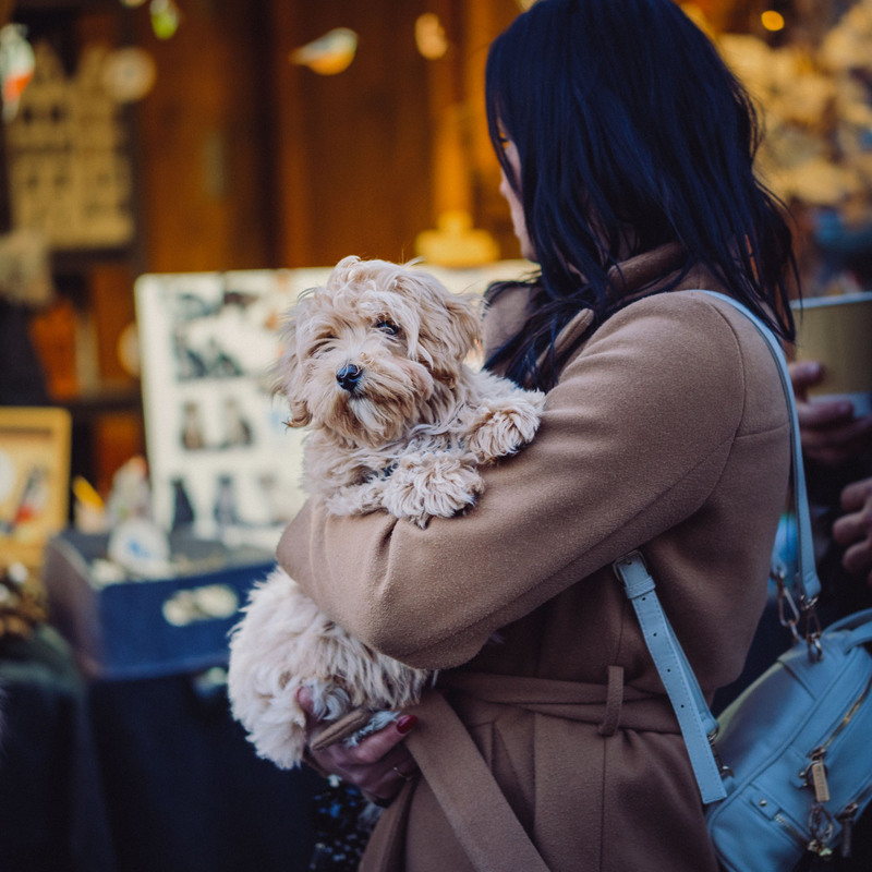 Фотографія Маленький друг великого міста / Alexandro Foti / photographers.ua