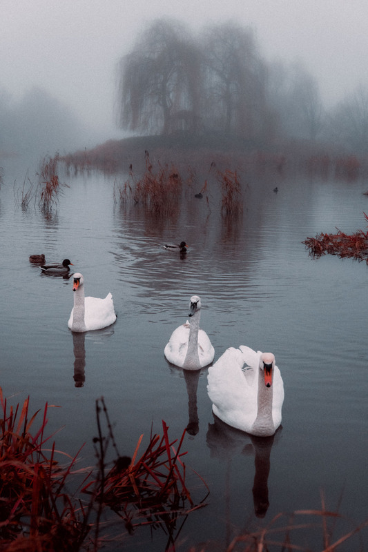 Фотографія Туманний балет / Alexandro Foti / photographers.ua