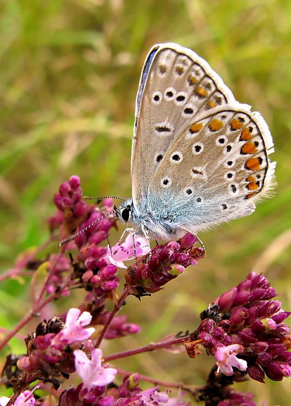 Фотографія The Butterfly / Tanya R. / photographers.ua