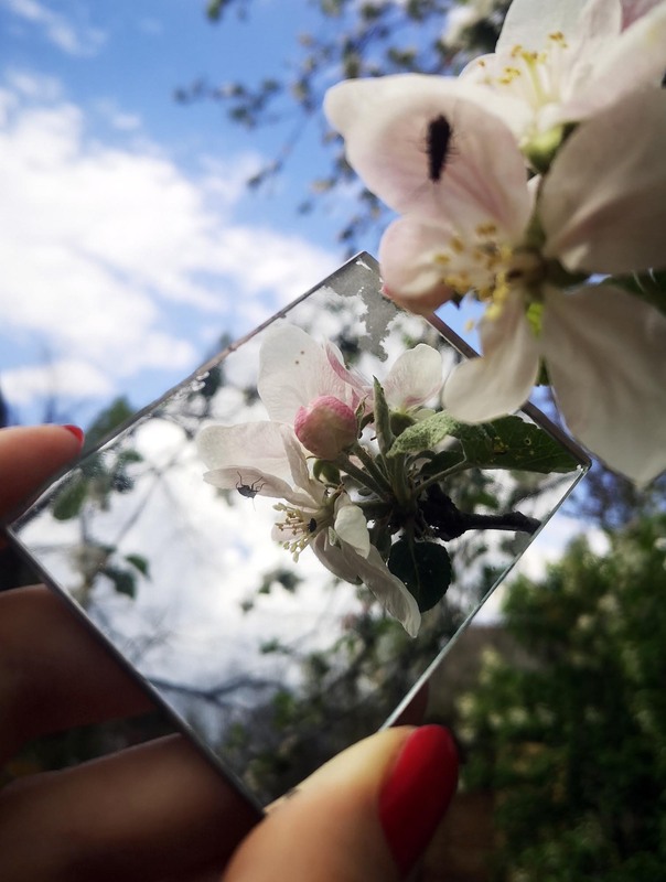 Фотографія Apple Blossom / Tanya R. / photographers.ua