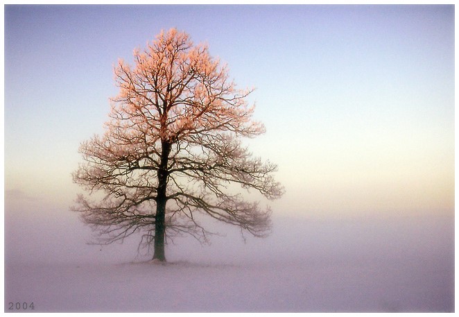Фотографія ... дерево заката / Agris Robs / photographers.ua