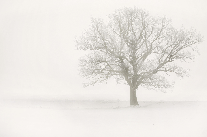 Фотографія ... Туманне січня / Agris Robs / photographers.ua