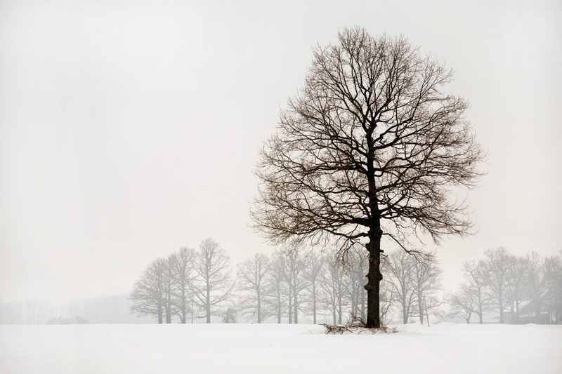 Фотографія ... зимний костюм? / Agris Robs / photographers.ua