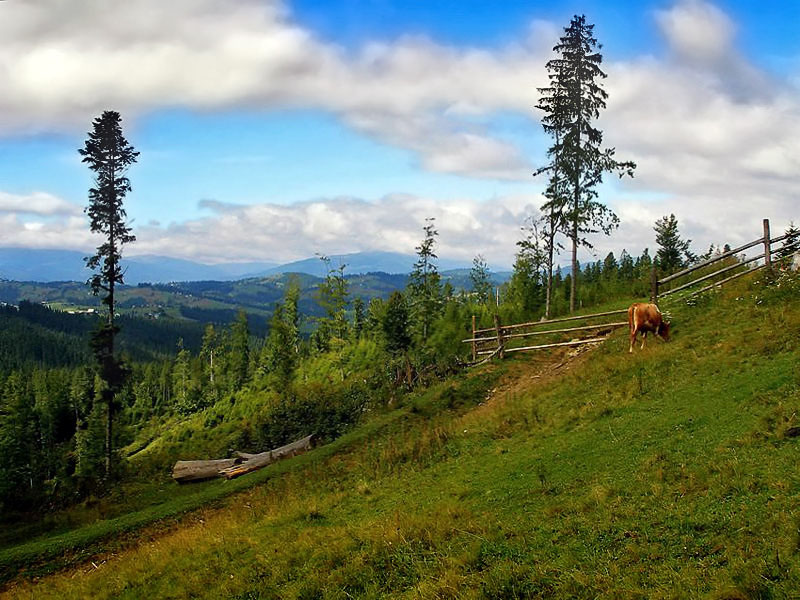 Фотографія Карпатский уголок / Олег Решетняк / photographers.ua