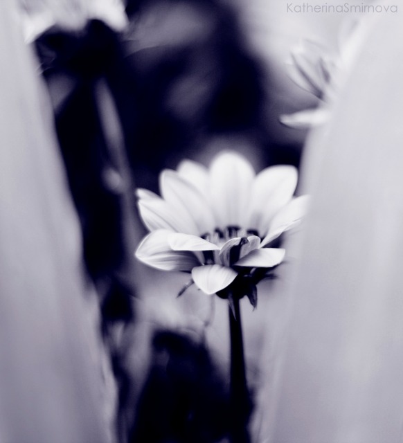 Фотографія Макро / Екатерина Смирнова / photographers.ua