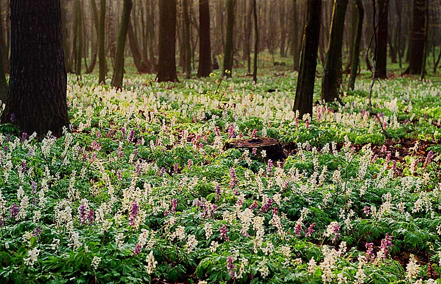 Фотографія Весняний ліс / Rechnoy skitalec / photographers.ua