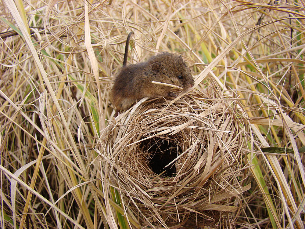 Фотографія Мышь-малютка у гнезда / Rechnoy skitalec / photographers.ua