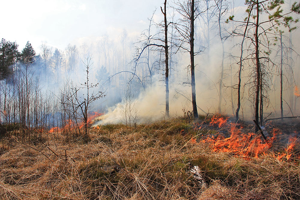 Фотографія Лесной пожар / Rechnoy skitalec / photographers.ua