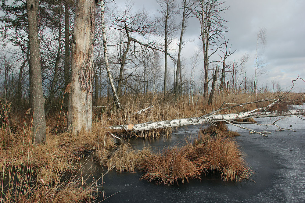 Фотографія На болотному озері / Rechnoy skitalec / photographers.ua