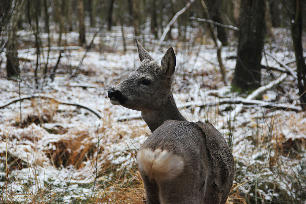 Фотографія Козуля в волинських лісах / Rechnoy skitalec / photographers.ua