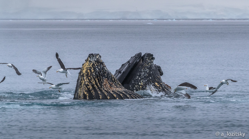Фотографія Whales feast / Александр Лозицкий / photographers.ua