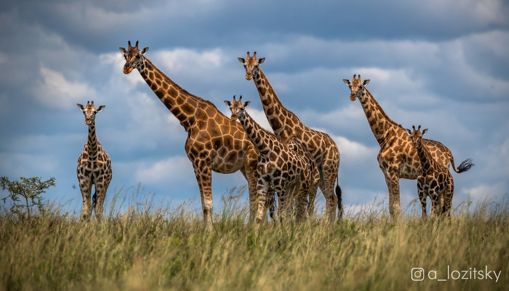 Фотографія Любопытные жирафики, Уганда / Александр Лозицкий / photographers.ua
