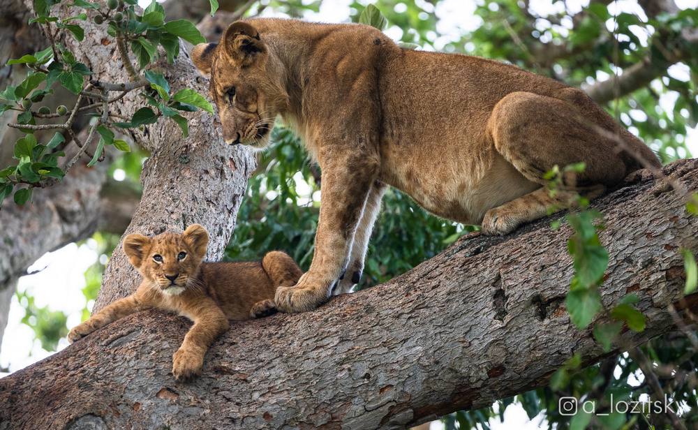 Фотографія Симба и Сараби / Александр Лозицкий / photographers.ua