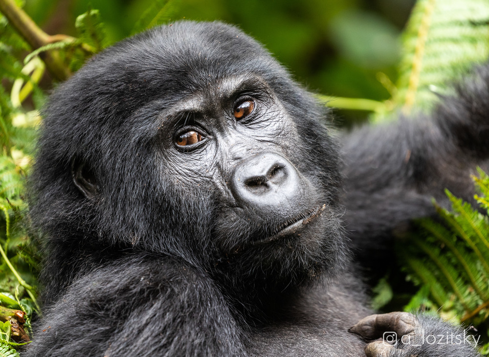 Фотографія Горная горилла, Уганда / Александр Лозицкий / photographers.ua