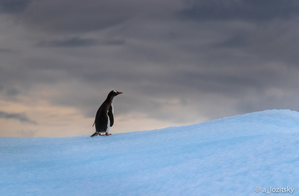Фотографія Одиночество / Александр Лозицкий / photographers.ua